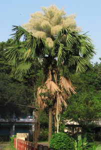 Palma in fioritura (Wikimedia commons)