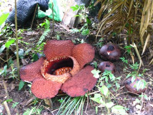 Rafflesia arnoldii - il fiore circondato da boccioli in maturazione - da wikimedia