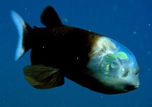 Il pesce dalla testa trasparente
